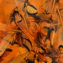 Load image into Gallery viewer, Lady Amherst Neck Feathers