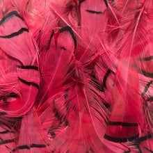 Load image into Gallery viewer, Lady Amherst Neck Feathers