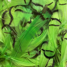 Load image into Gallery viewer, Lady Amherst Neck Feathers