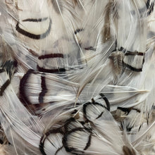 Load image into Gallery viewer, Lady Amherst Neck Feathers