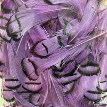 Load image into Gallery viewer, Lady Amherst Neck Feathers