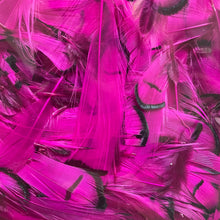 Load image into Gallery viewer, Lady Amherst Neck Feathers