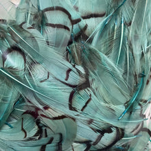 Load image into Gallery viewer, Lady Amherst Neck Feathers