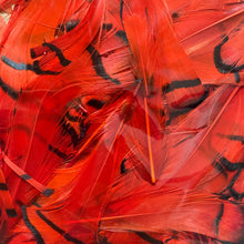 Load image into Gallery viewer, Lady Amherst Neck Feathers