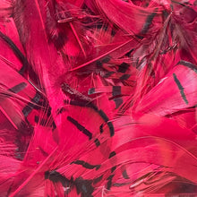 Load image into Gallery viewer, Lady Amherst Neck Feathers