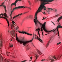 Load image into Gallery viewer, Lady Amherst Neck Feathers