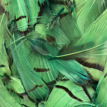 Load image into Gallery viewer, Lady Amherst Neck Feathers